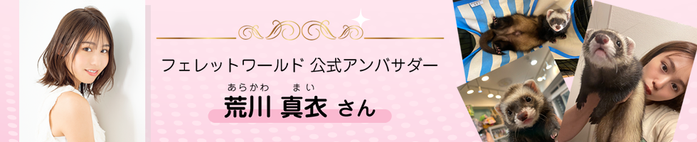 フェレットワールド公式アンバサダー発表 荒川真衣さん