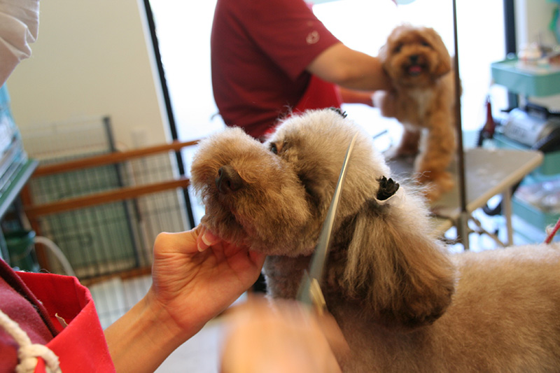 犬ごころ 東川口店