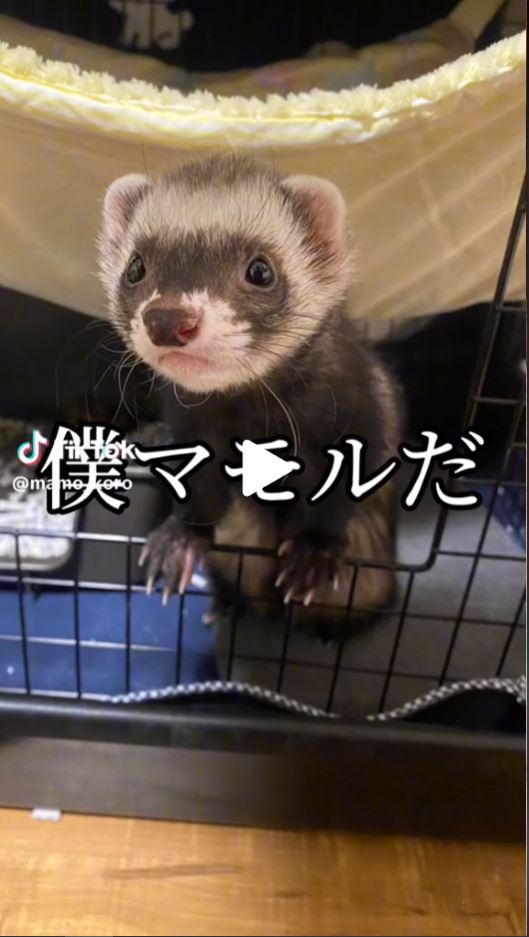 フェレットのカジカジ、ホリホリ対策みんなどうしてる?🦹‍♀️