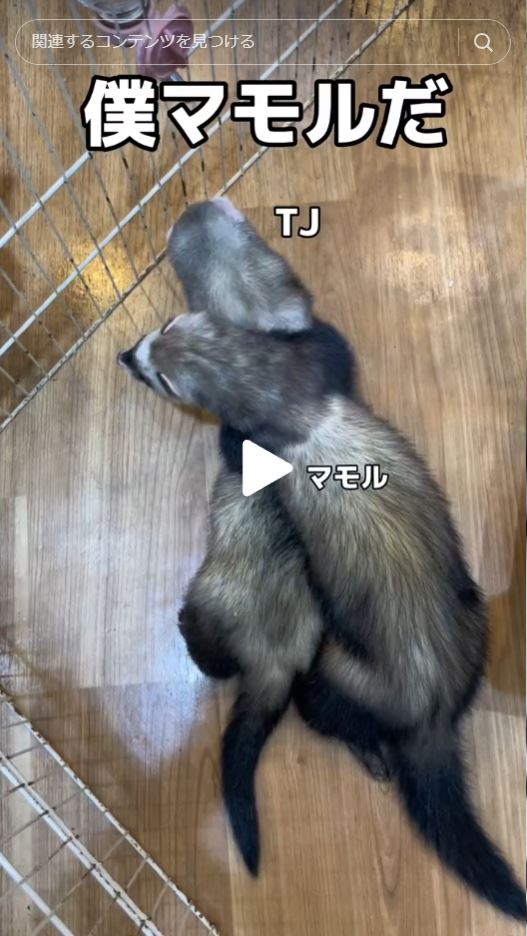 好きな人にはストレートなフェレットに学べ🧚🏻‍♀️